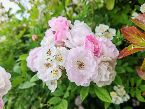 盛開的薔薇花簇