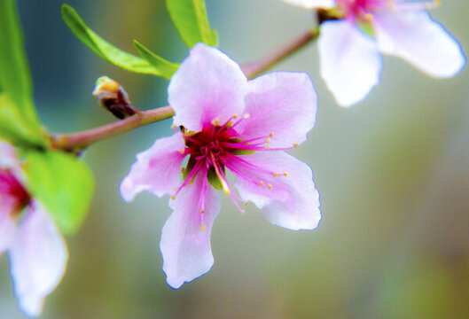 桃花