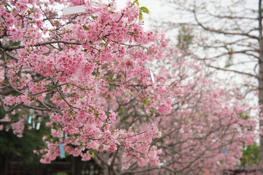 櫻花樹林