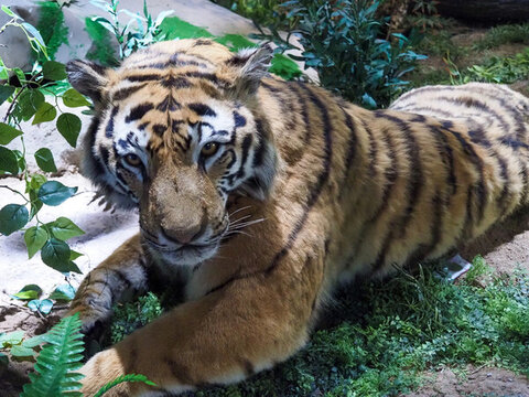 趴臥的斑斕猛虎