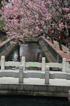 櫻花樹(shù)林