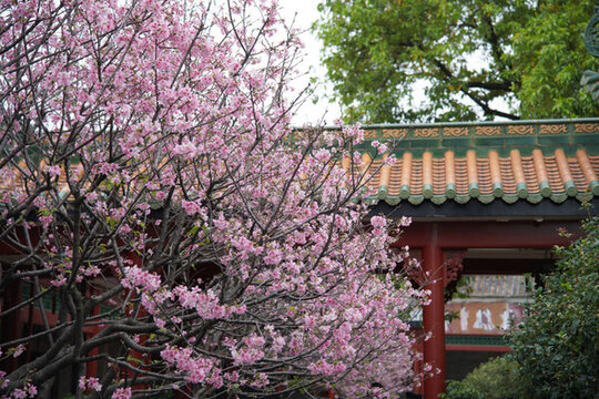 花海櫻花