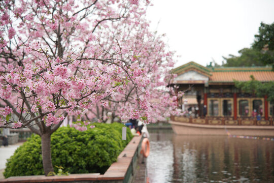 古風(fēng)景觀櫻花圖片
