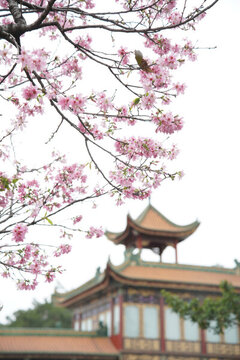 花枝櫻花