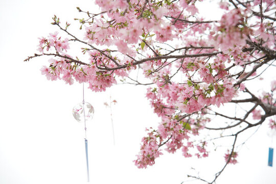 櫻花花卉特寫(xiě)