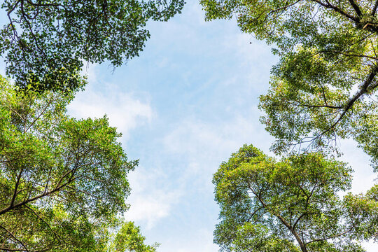 仰拍樹枝樹葉樹冠