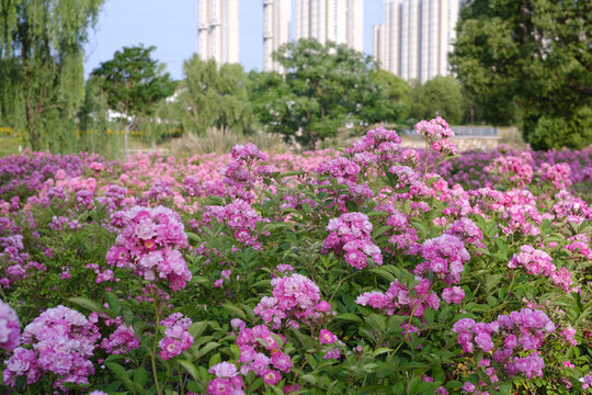 城市邊的爛漫粉色薔薇花海景觀