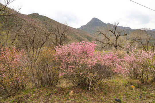 山花