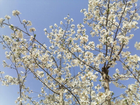 滿樹(shù)櫻花