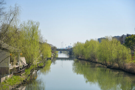 河畔柳色新景