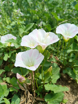 田野中的粉白打碗花