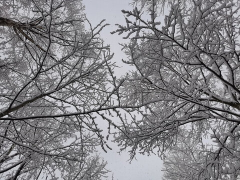 春天的雪掛