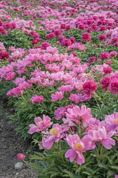 芍藥園花海
