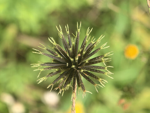 鬼針草