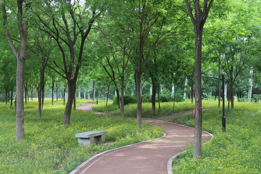 樹林