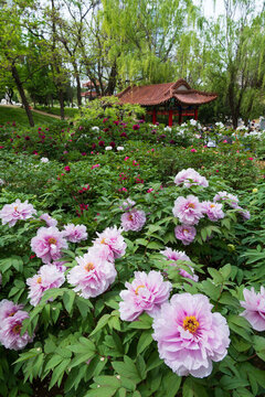 大連勞動(dòng)公園牡丹花開滿園春