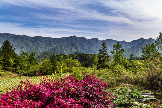 山間花海與蔥郁山林美景