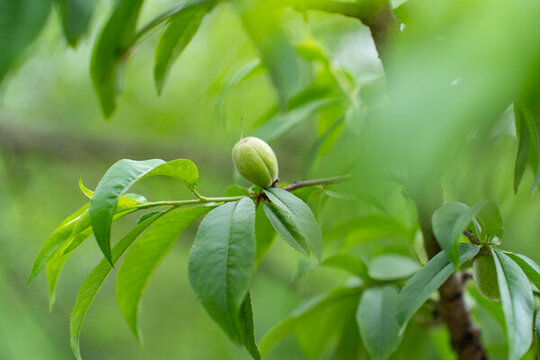 桃子菊花桃青桃小桃子特寫果園桃樹