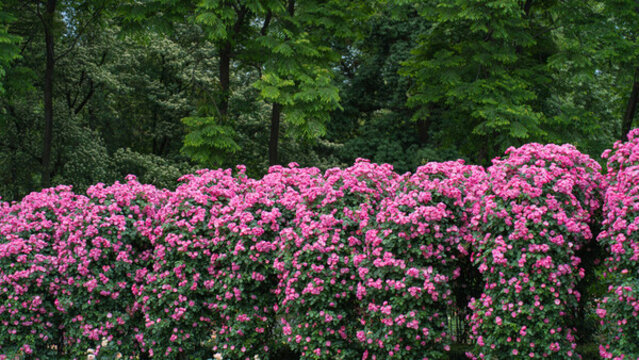 薔薇花藤