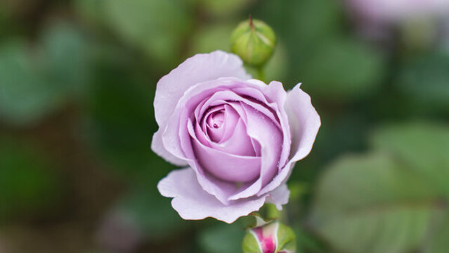 藍(lán)色風(fēng)暴月季花紫玫瑰紫色花朵特寫