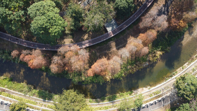 航拍廣東東莞清溪公園落羽杉