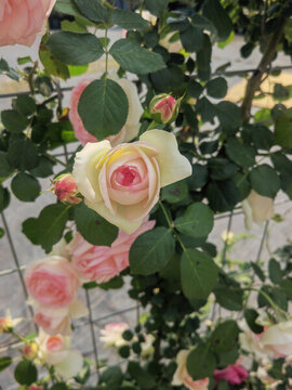 月季花