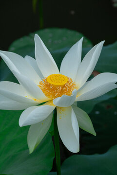 深圳洪湖公園盛開的蓮花