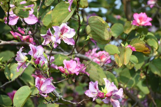 廣東東莞洋紫荊