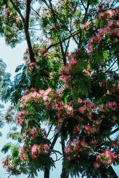 合歡花