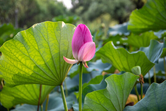 北京奧林匹克森林公園荷花
