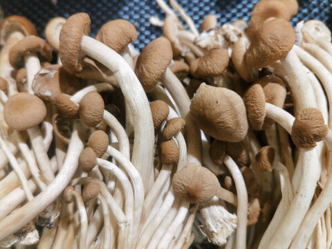 新鮮蟹味菇