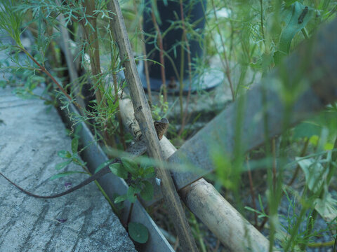 花草之間棲息的小蜥蜴