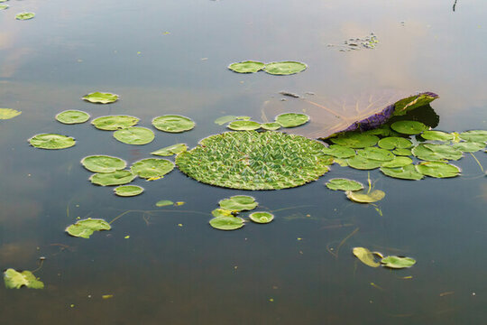 長春南湖公園荷葉漂浮的夏日湖景