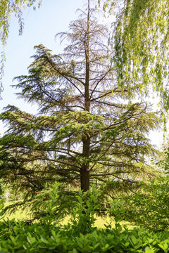 公園戶外大樹樹枝