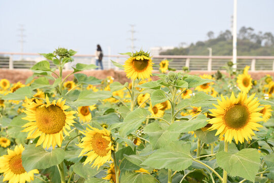 廣東東莞向日葵