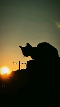 夕陽(yáng)下貓咪的剪影身姿
