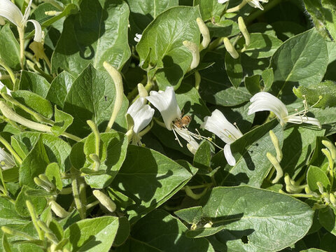 金銀花叢中的蜜蜂采蜜