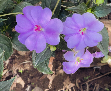 新幾內(nèi)亞鳳仙花嬌艷紫色花卉綻放瞬間
