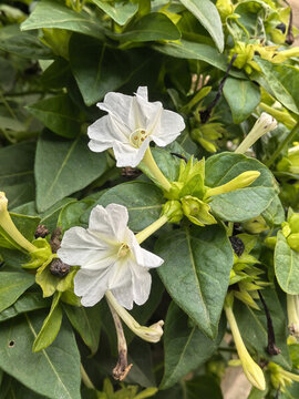紫茉莉