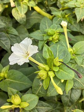 紫茉莉