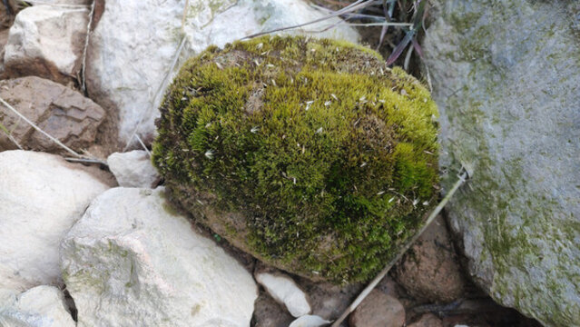 石塊上的翠綠苔蘚