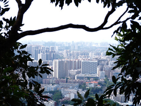 枝葉間俯瞰繁華城市景觀