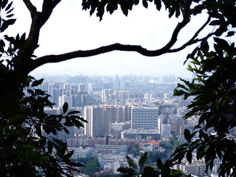 枝葉間俯瞰林立都市建筑