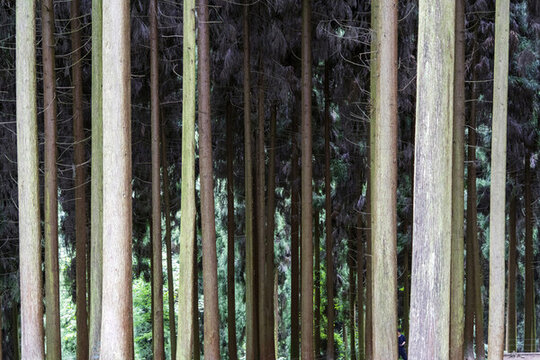 森林
