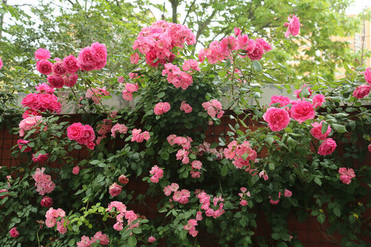 薔薇花