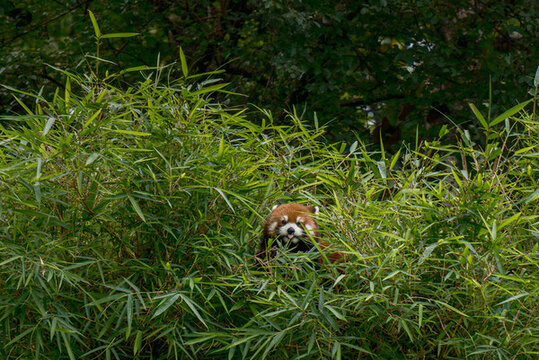 廣州動物園竹林間俏皮吐舌頭的小熊貓