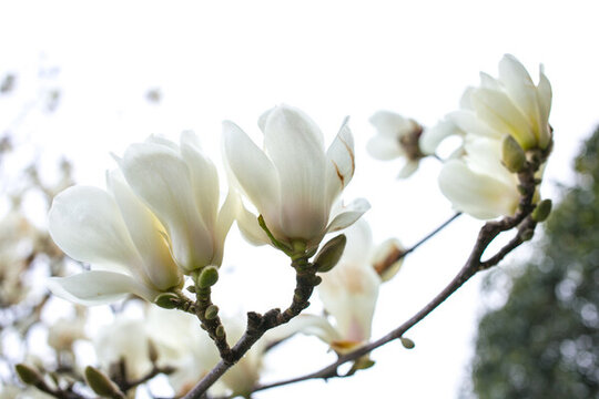 潔白玉蘭花枝綻放