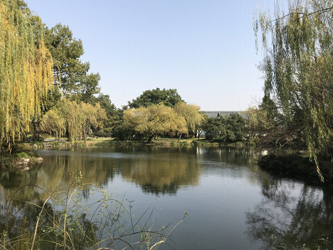 杭州西湖湖畔垂柳環(huán)繞的靜謐風(fēng)光