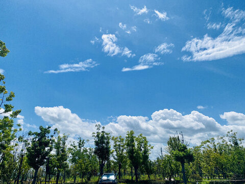 藍(lán)天綠樹(shù)間的清新風(fēng)景