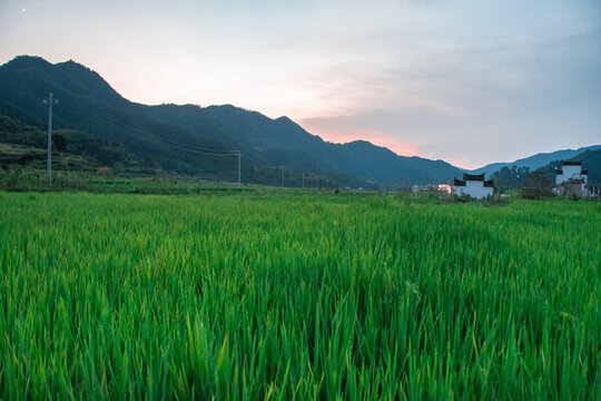 篁嶺稻田日落的寧靜之美